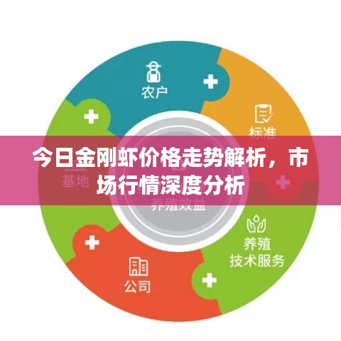今日金剛蝦價(jià)格走勢解析，市場行情深度分析