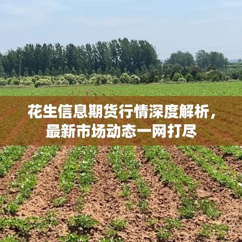 花生信息期貨行情深度解析，最新市場動態(tài)一網(wǎng)打盡