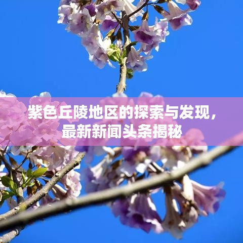 紫色丘陵地區(qū)的探索與發(fā)現(xiàn)，最新新聞頭條揭秘