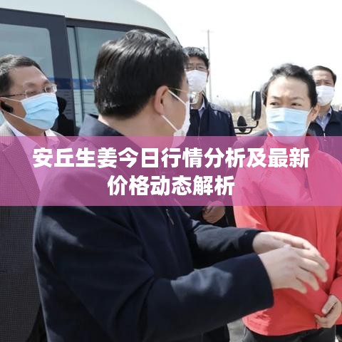 安丘生姜今日行情分析及最新價格動態(tài)解析