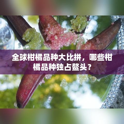 全球柑橘品種大比拼，哪些柑橘品種獨(dú)占鰲頭？