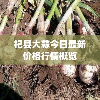 杞縣大蒜今日最新價格行情概覽