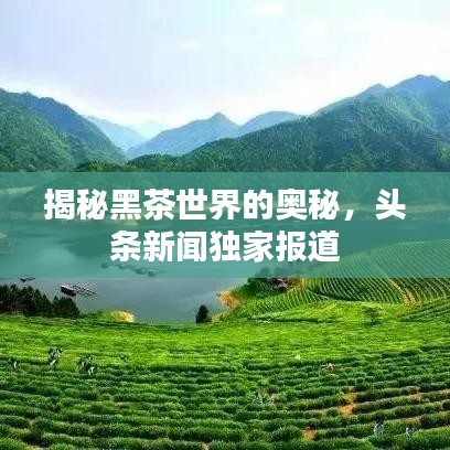 揭秘黑茶世界的奧秘，頭條新聞獨家報道