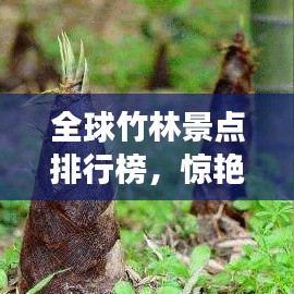 全球竹林景點排行榜，驚艷你的綠色旅行之選